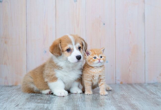 子犬・子猫の心身の健康を守るために